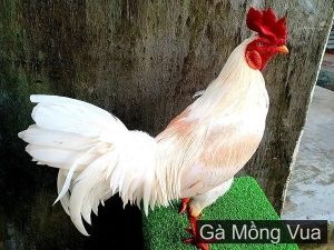 Gà mồng vua